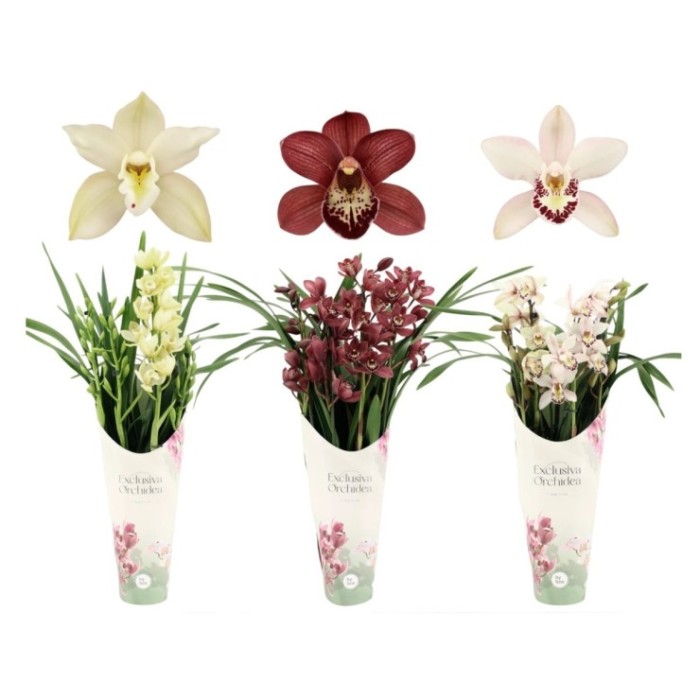 CYMBIDIUM, 4 branques M14- 70cm. MIX EXCLISIVE