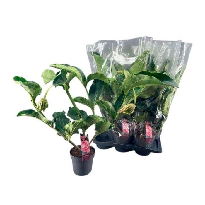 MEDINILLA MAGNIFICA  M17 2-flores  3 pisos