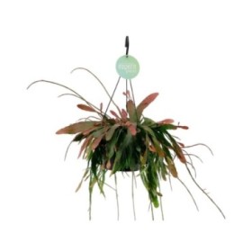 RHIPSALIDOPSIS RED CORAL PENJAR M17