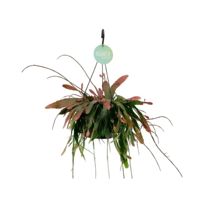 RHIPSALIDOPSIS RED CORAL PENJAR M17