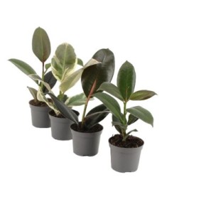 FICUS ROBUSTA  M 9 mix