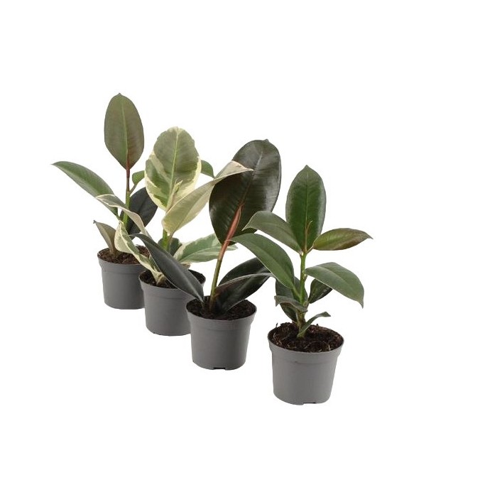 FICUS ROBUSTA  M 9 mix