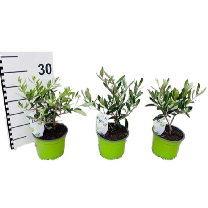 OLEA EUROPAEA M12- 30cm