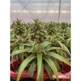ANANAS  M12- 35cm  BABY BOOM