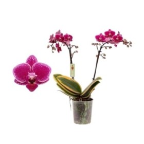 PHALAENOPSIS  M12 2 VARAS H50 Magic Leaf