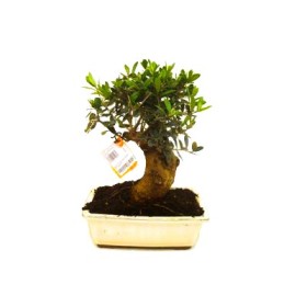 BONSÁI 10 ANYS OLEA EUROPAEA