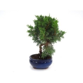 BONSAI 9 AÑOS JUNIPERUS CHINENSIS
