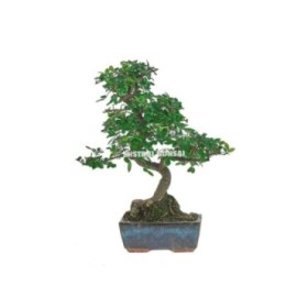 BONSÁI  6 AÑOS ZELKOVA PARVIFOLIA