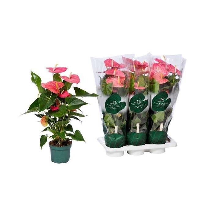 ANTHURIUM  M17 MAINE rosa