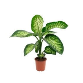 DIEFFENBACHIA TROPIC M17