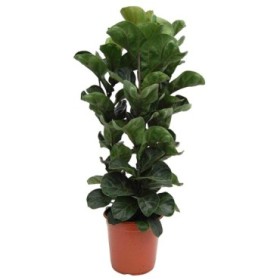 FICUS LYRATA  M27-150cm. grup3