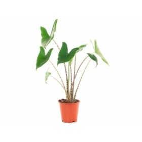 ALOCASIA  M17 ZEBRINA H65