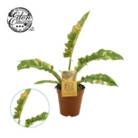 PHILODENDRON  M15 NARROW Ring of Fire
