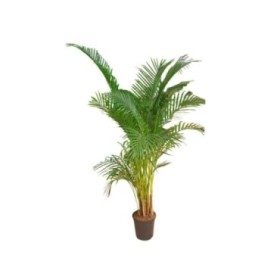 ARECA  M25 H160-170 Sr.