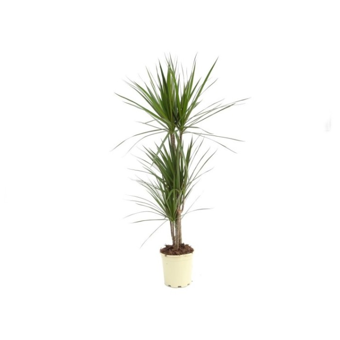 DRACAENA MARGINATA, 3 troncs M20 60.30.15