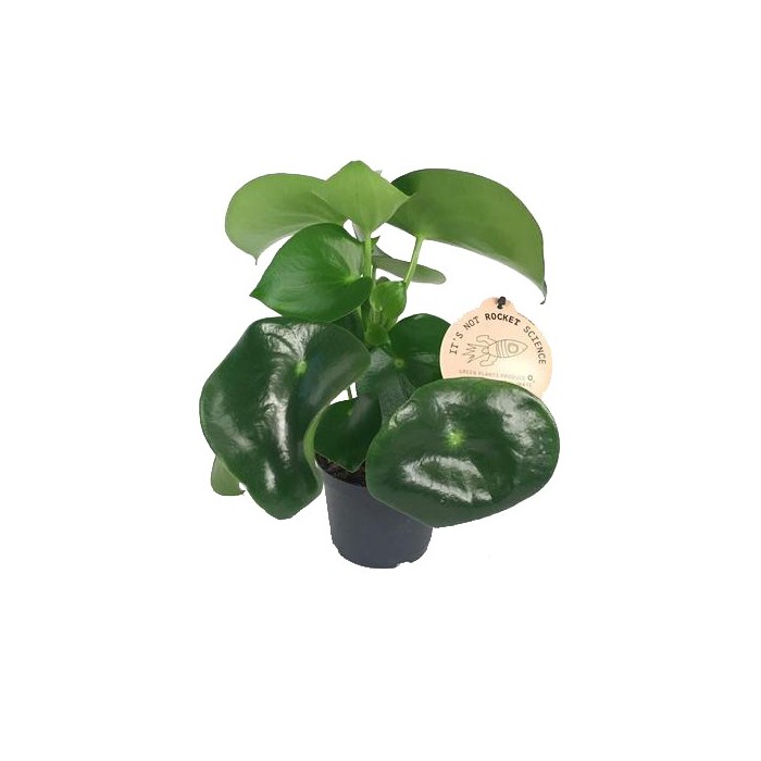 PEPEROMIA  M12 POLYBOT RAINDROP