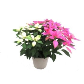 POINSETTIA M28 J'ADORE TRICOLOR