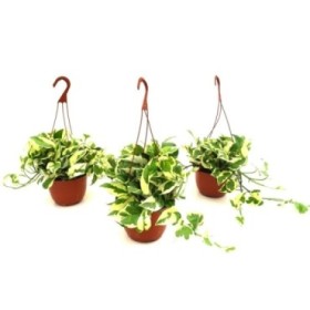 POTHOS  M15 PENJAR PEARL AND JADE