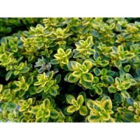 THYMUS CITRIODORUS M13