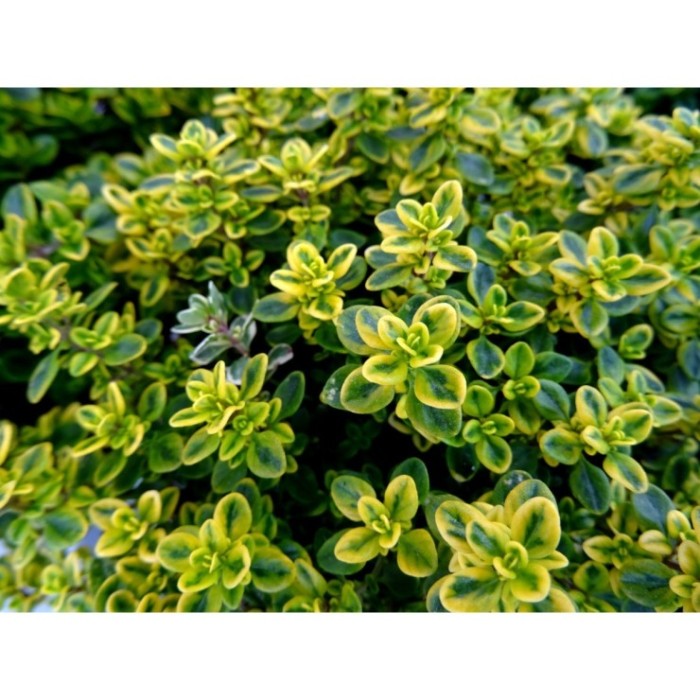 THYMUS CITRIODORUS M13