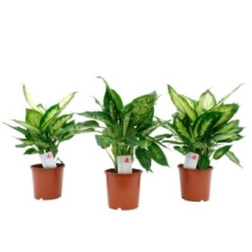 DIEFFENBACHIA  M17  camilla / compacta / mix