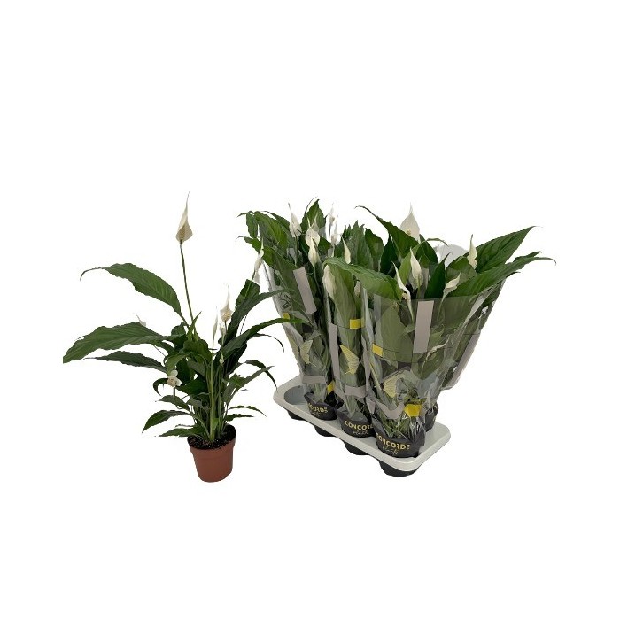 SPATHIPHYLLUM SWEET CHICO M13