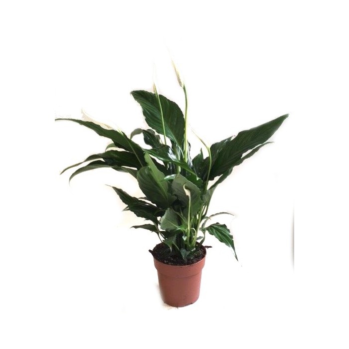 SPATHIPHYLLUM SWEET CHICO M13