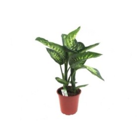 DIEFFENBACHIA TROPIC  M24