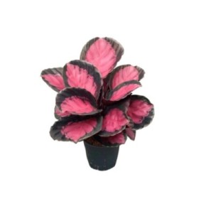 CALATHEA  M12  CRIMSON