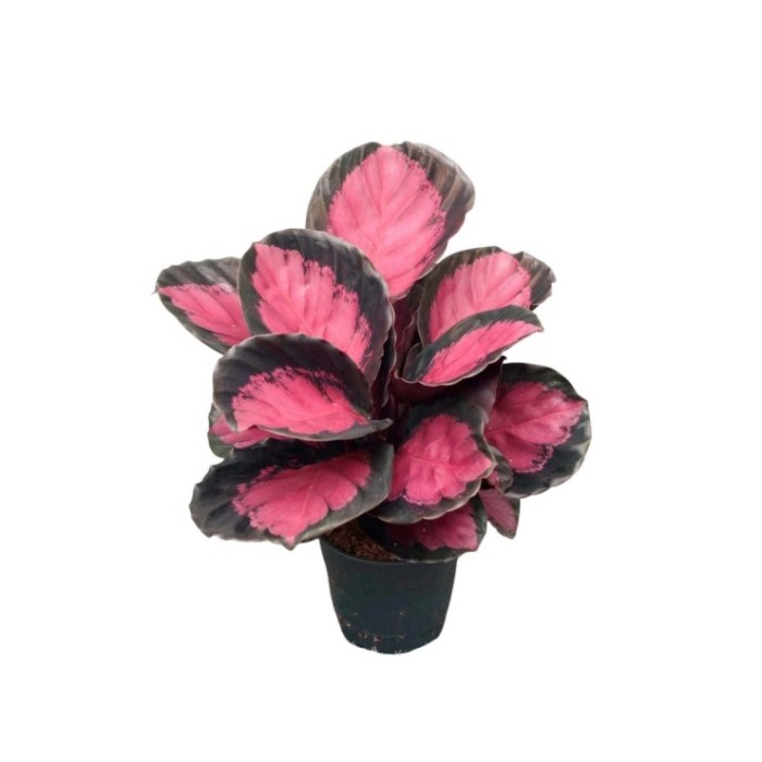 CALATHEA  M12  CRIMSON