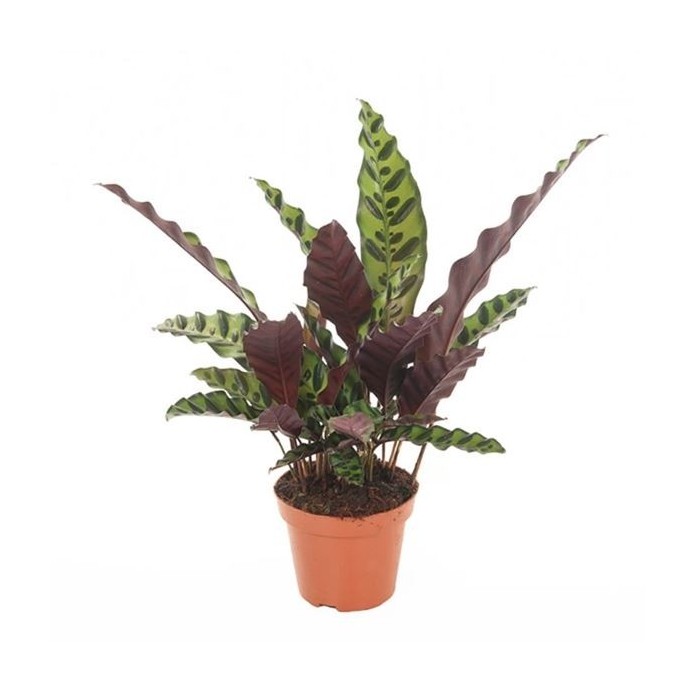 CALATHEA  M12  LANCIFOLIA