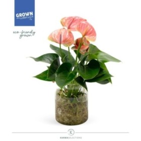 ANTHURIUM  M14 CRISTAL AQUO KARMA PINK