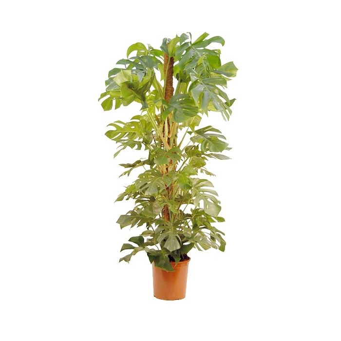 MONSTERA DELICIOSA  M35-180cm.