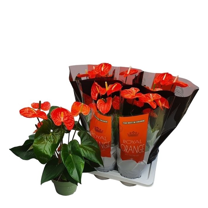 ANTHURIUM  M17 MADURAL ORANGE