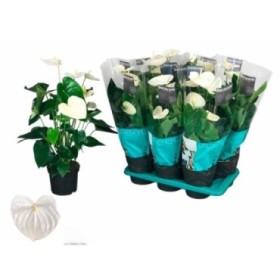 ANTHURIUM  M17 ALASKA