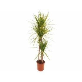 DRACAENA MARG. BICOLOR SUNRAY 90.60.30 M22