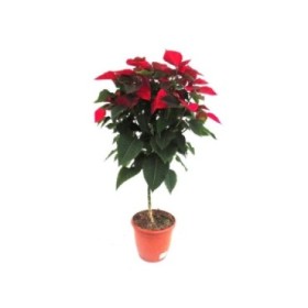 POINSETTIA \COPA M26  Copa 90cm