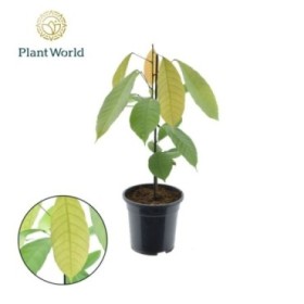 CACAO THEOBROMA M19 H60