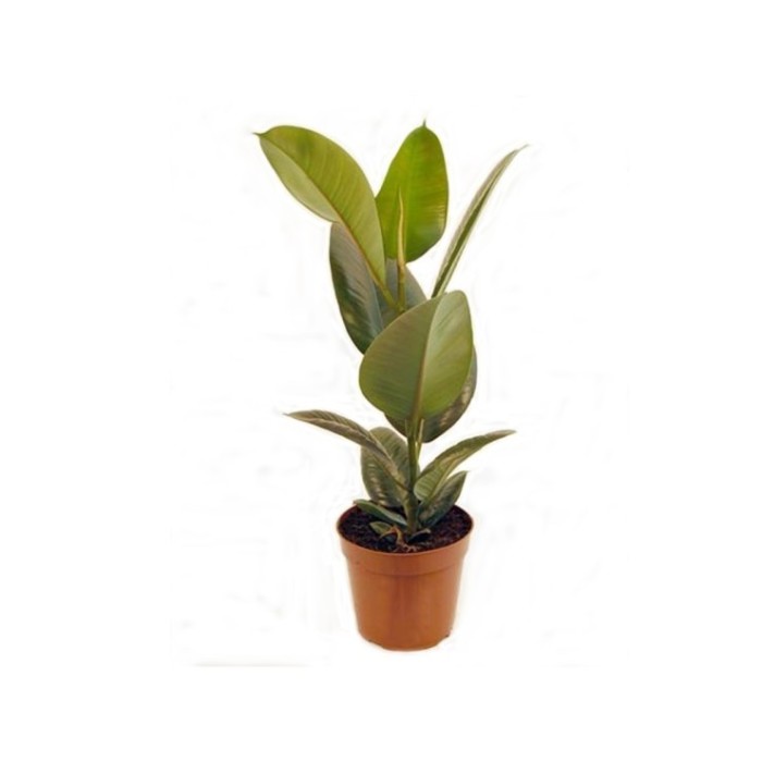 FICUS ROBUSTA  M17- 65cm.