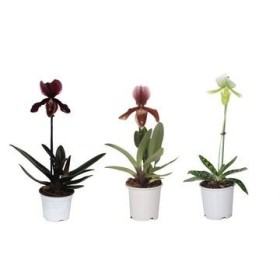PAPHIOPEDILUM  M11 MIX