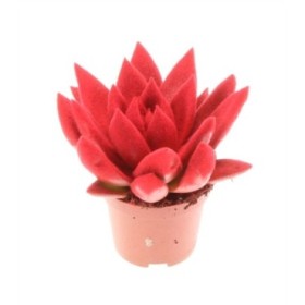 ECHEVERIA MIRANDA M 6 VELVET