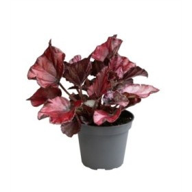 BEGONIA REX  M 9 mix