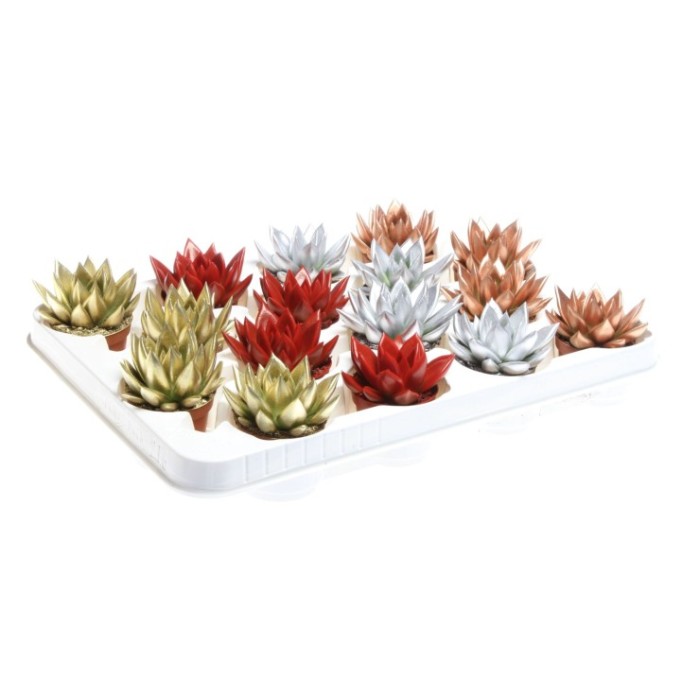 ECHEVERIA MIRANDA  M5.5 pintada X-MAS mix