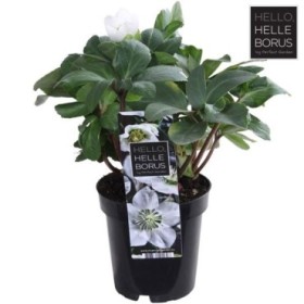 HELLEBORUS NIGER CHRISTMAS CAROL M 9