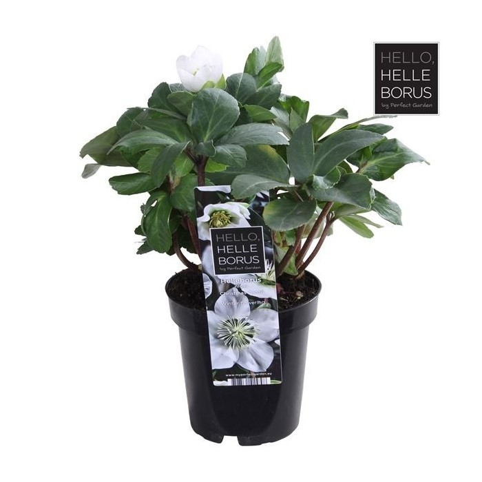 HELLEBORUS NIGER CHRISTMAS CAROL M 9