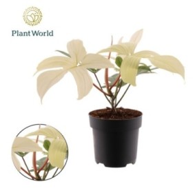 PHILODENDRON FLORIDA GHOST M19 H70