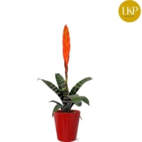 VRIESEA  M 9 CERAMICA Era