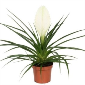 THILLANDSIA CYANEA Biancini M9