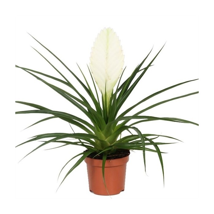 THILLANDSIA CYANEA Biancini M9