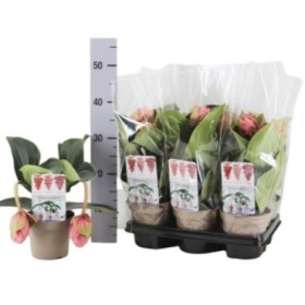 MEDINILLA MAGNIFICA CANDY M14-30cm.